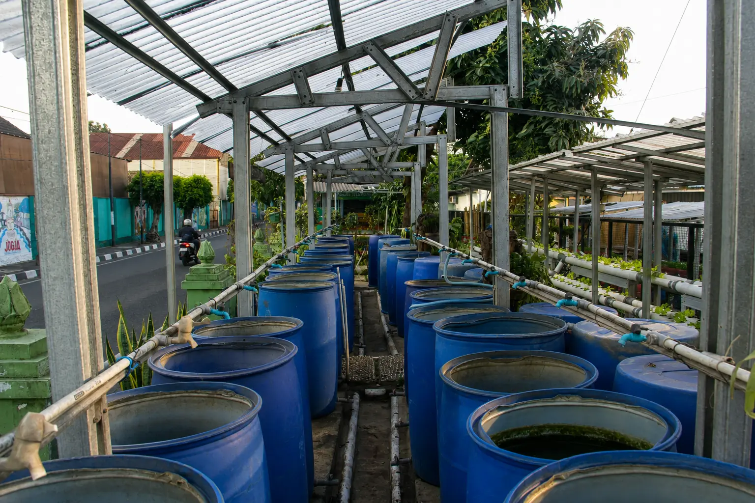 Kolam budidaya Lele Cendol di area Kompitu